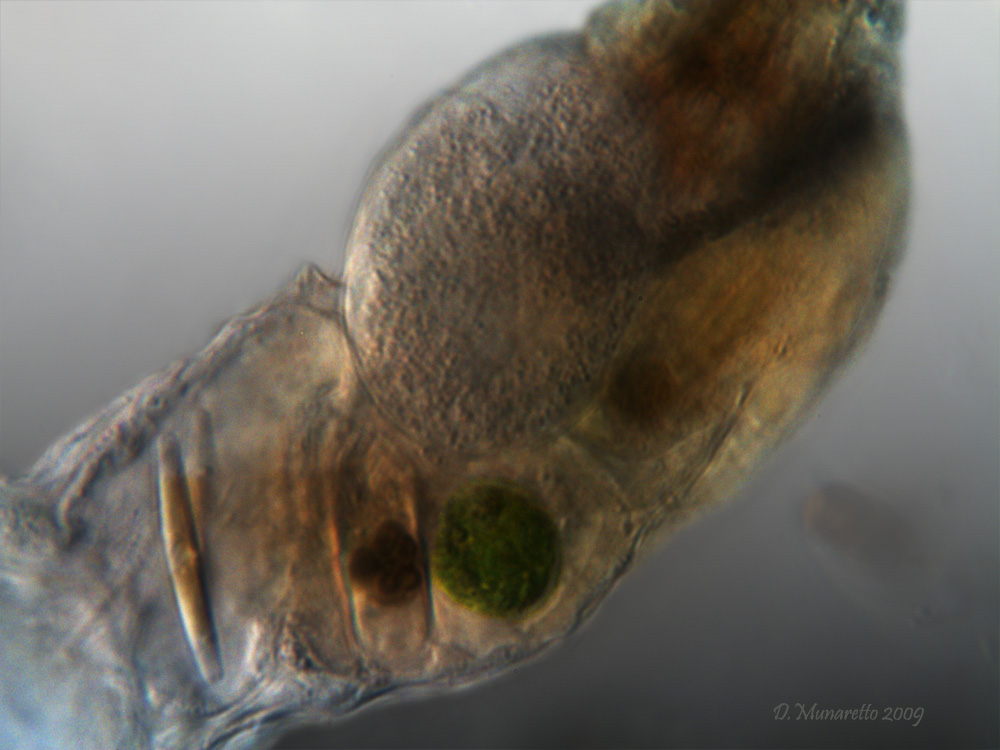 Collotheca...Testa, collo e pancia!